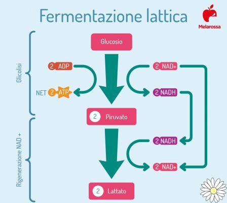 Lactic acid; what it is, how it is formed, remedies and how to dispose of it
